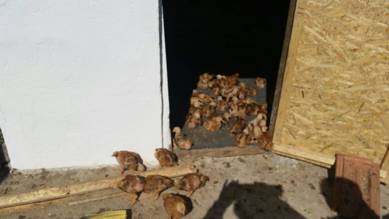 469. A problémák kihangosítása